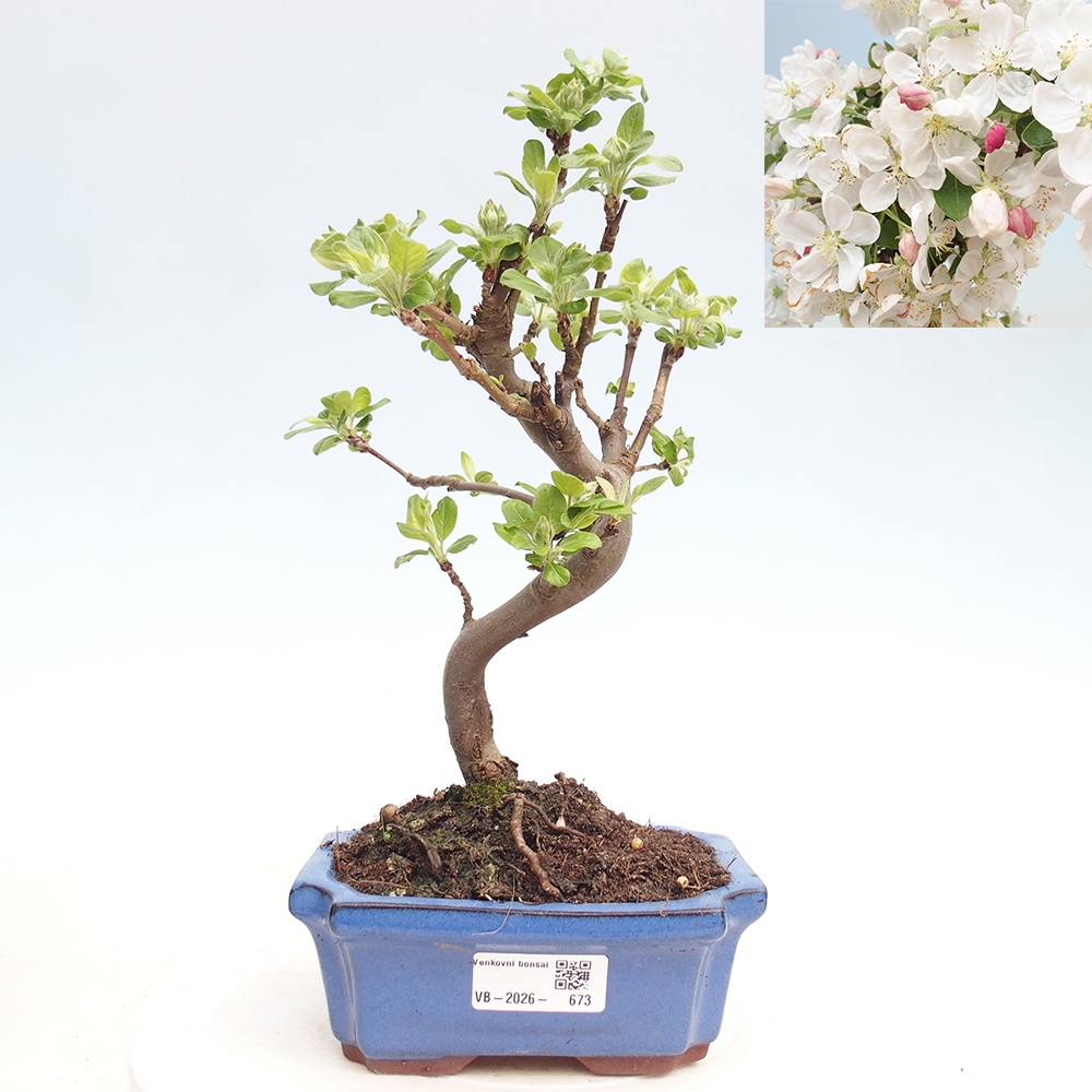 Outdoor bonsai -Malus halliana - Small-fruited apple tree