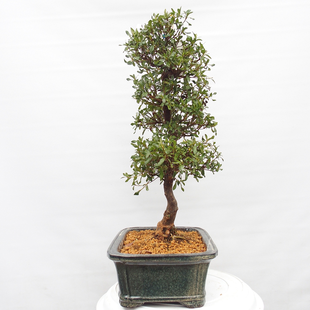 Outdoor bonsai - Japanese Azalea - Azalea Kisshoten