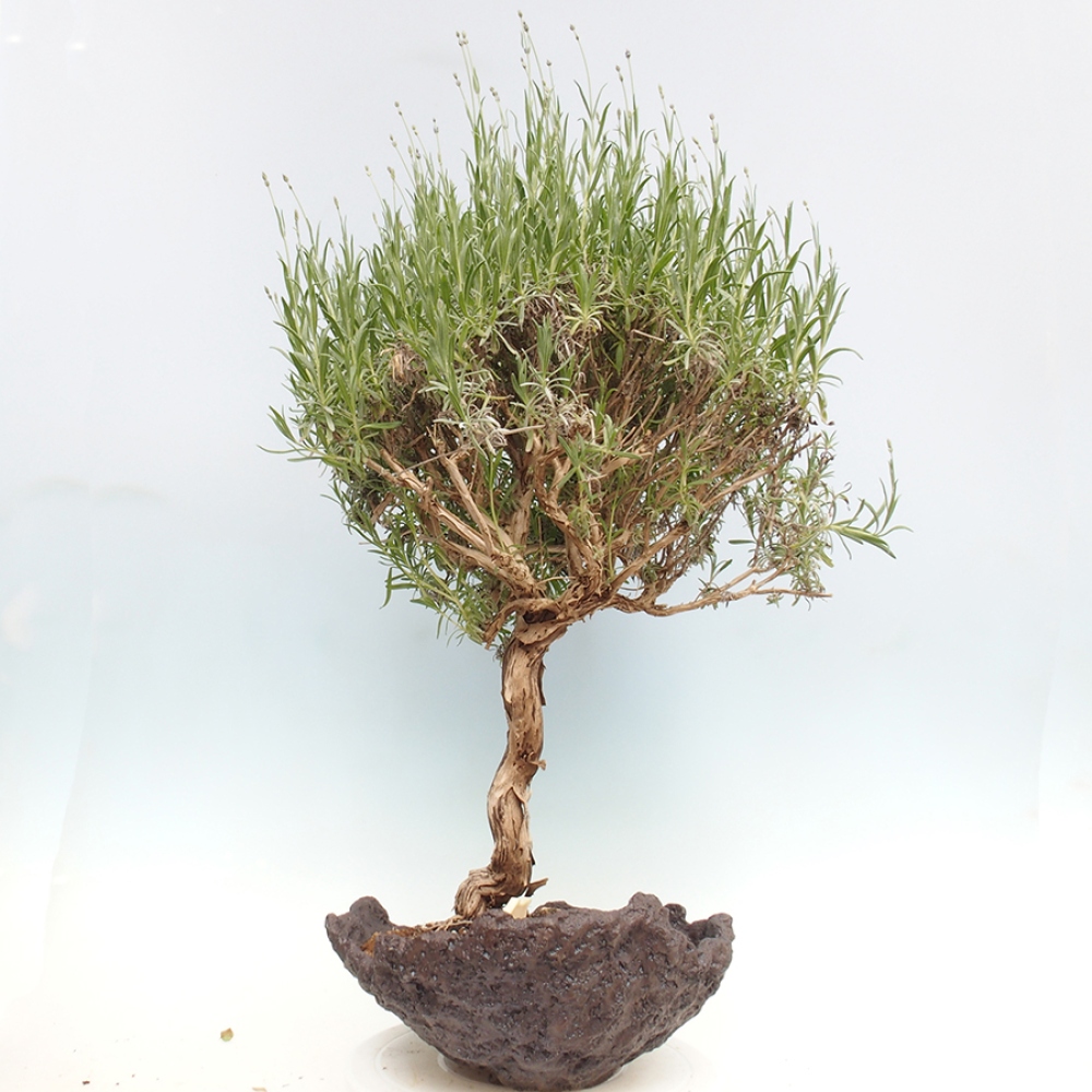 Outdoor bonsai -  - Lavandula - Lavender