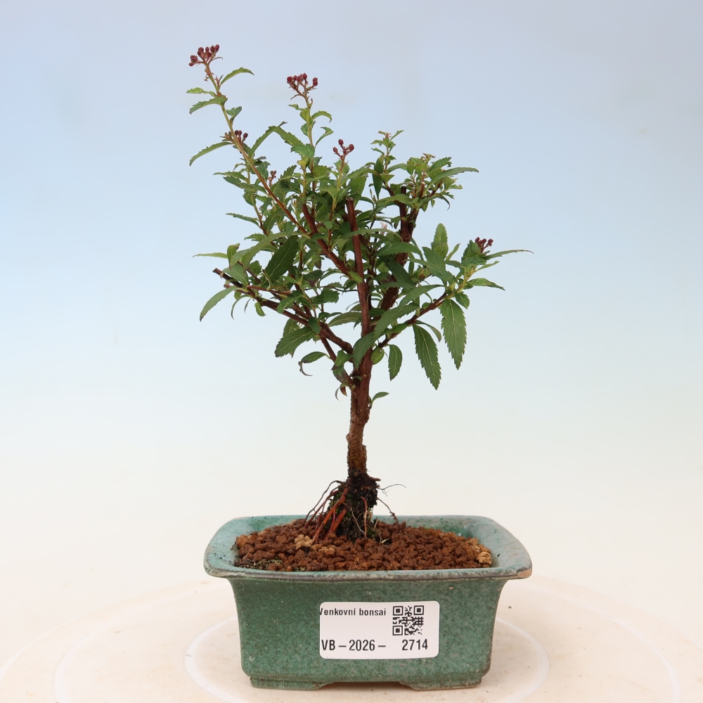 Outdoor Bonsai - Japanese Spirea - Spirea japonica 'Anthony Waterer'