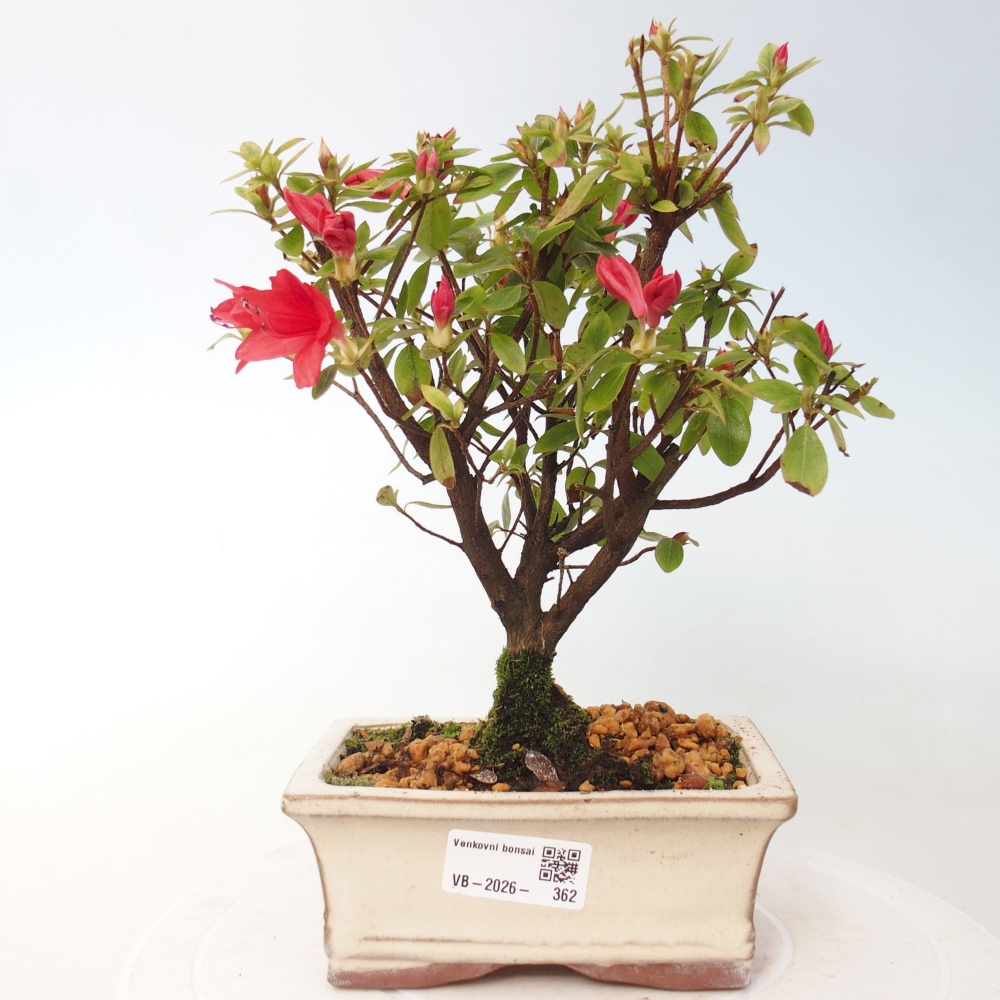 Outdoor bonsai - Japanese azalea - Azalea sp.