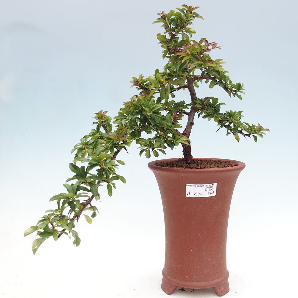 Outdoor bonsai-Pyracantha Teton -Hlox