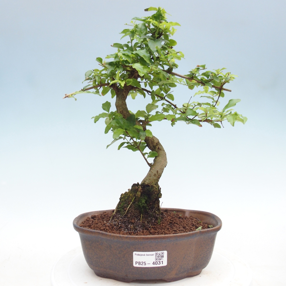 Room bonsai -Ligustrum chinensis - Birds Beak