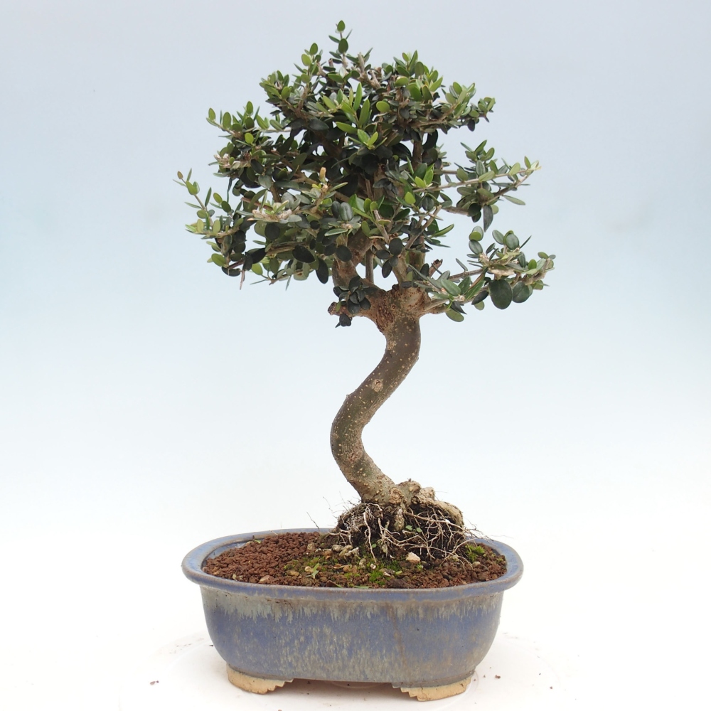 Indoor bonsai - Olea europaea sylvestris - European small-leaved olive oil