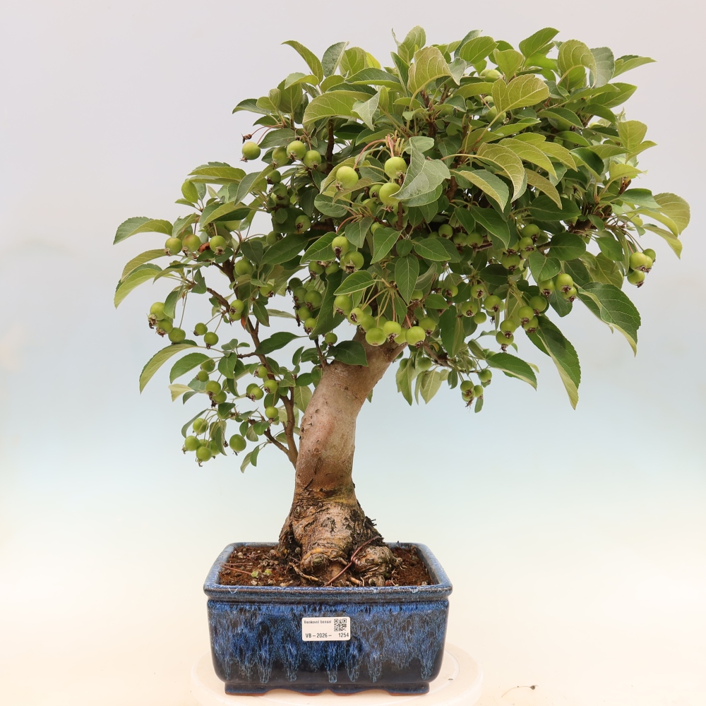 Outdoor bonsai -Malus halliana - Small-fruited apple tree