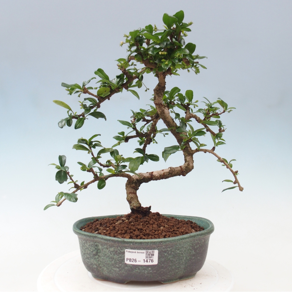 Indoor bonsai - Carmona macrophylla - Fuki tea