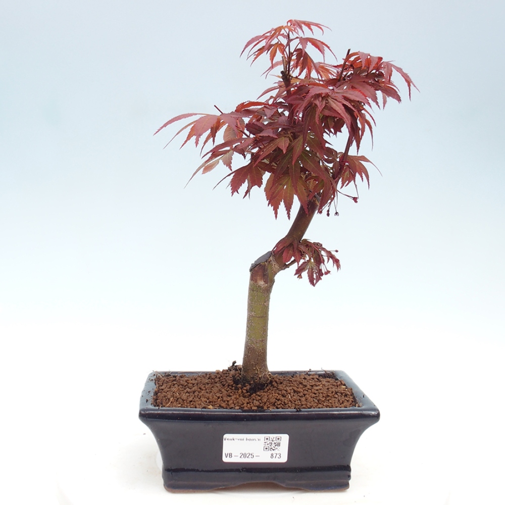 Outdoor bonsai - Acer palm. Atropurpureum-Palmleaf Maple