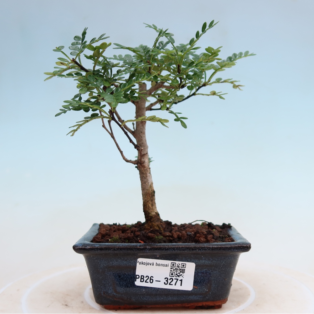 Room bonsai - Zantoxylum piperitum - pepper tree