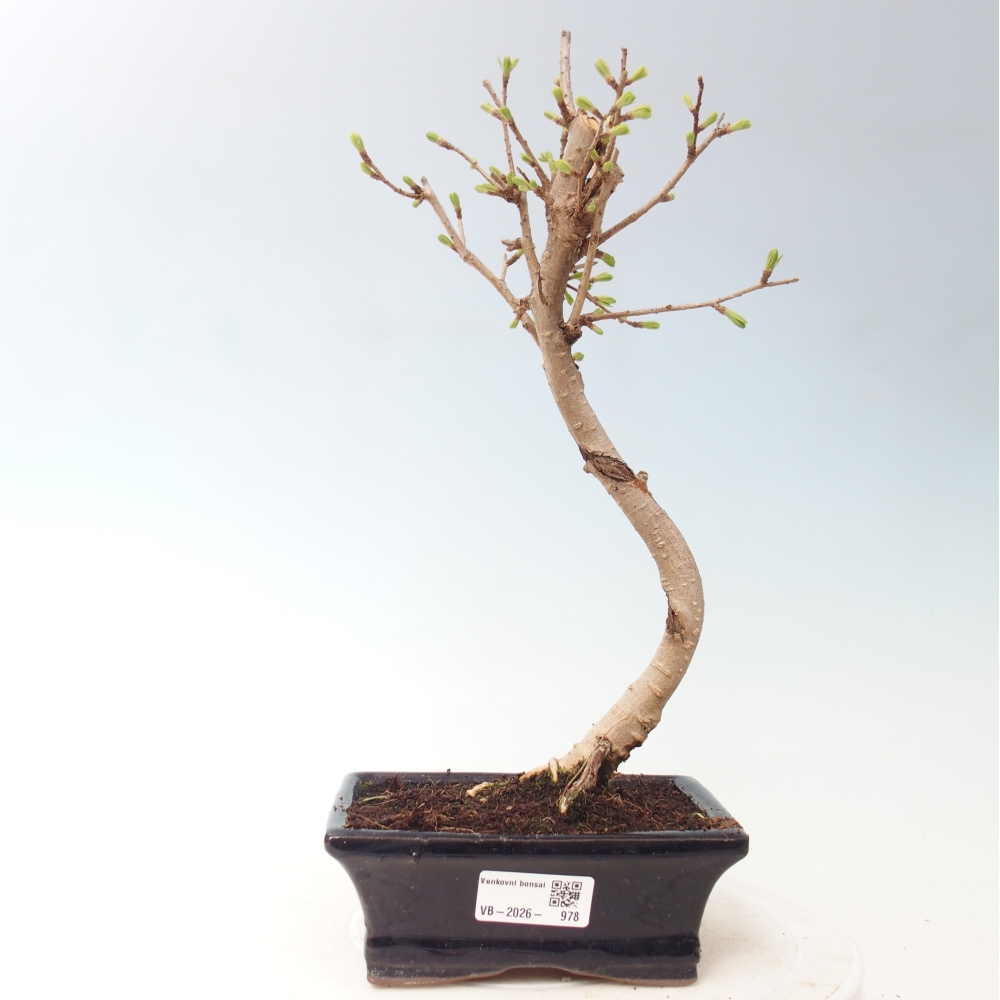 Outdoor bonsai -Pseudolarix amabis-Pseudolarix amabis