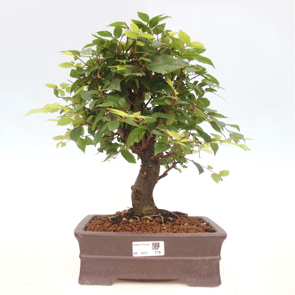 Outdoor bonsai - Zelkova - Zelkova serrata