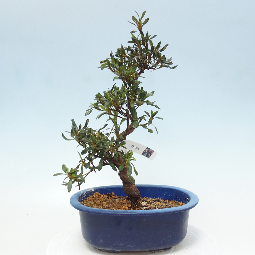 Outdoor bonsai - Japanese azalea - Azalea CHIHIRO