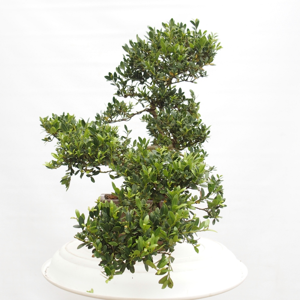 Indoor bonsai - Ilex crenata - Holly