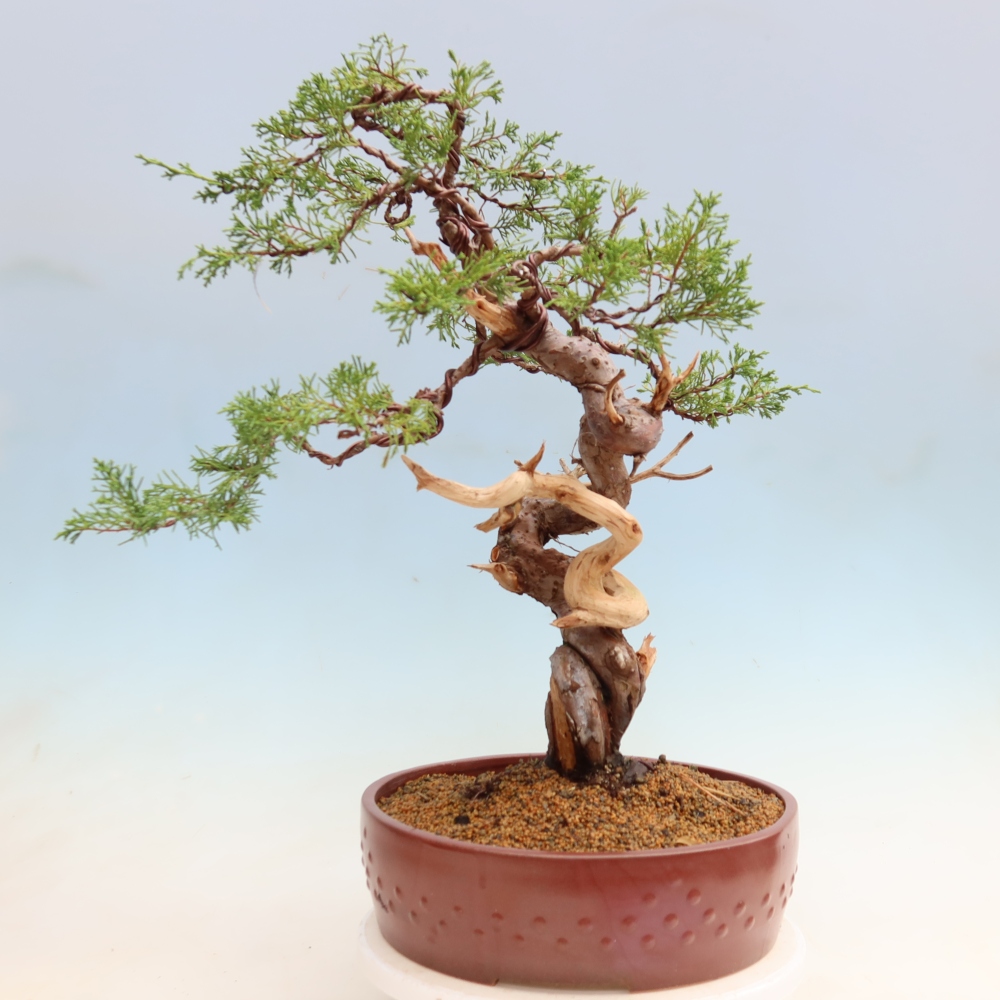 Outdoor Bonsai - Juniperus chinensis Itoigawa - Chinese Juniper