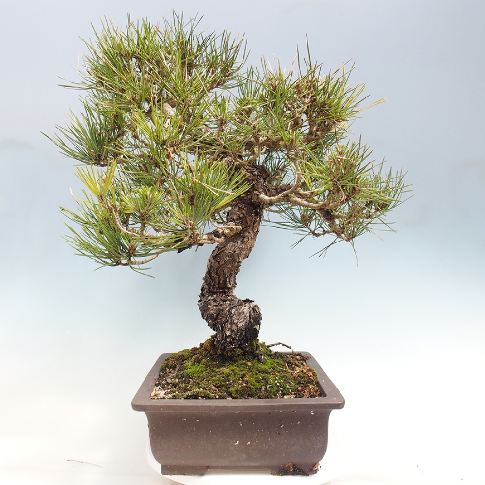 Outdoor bonsai - Pinus thunbergii - Thunberg pine