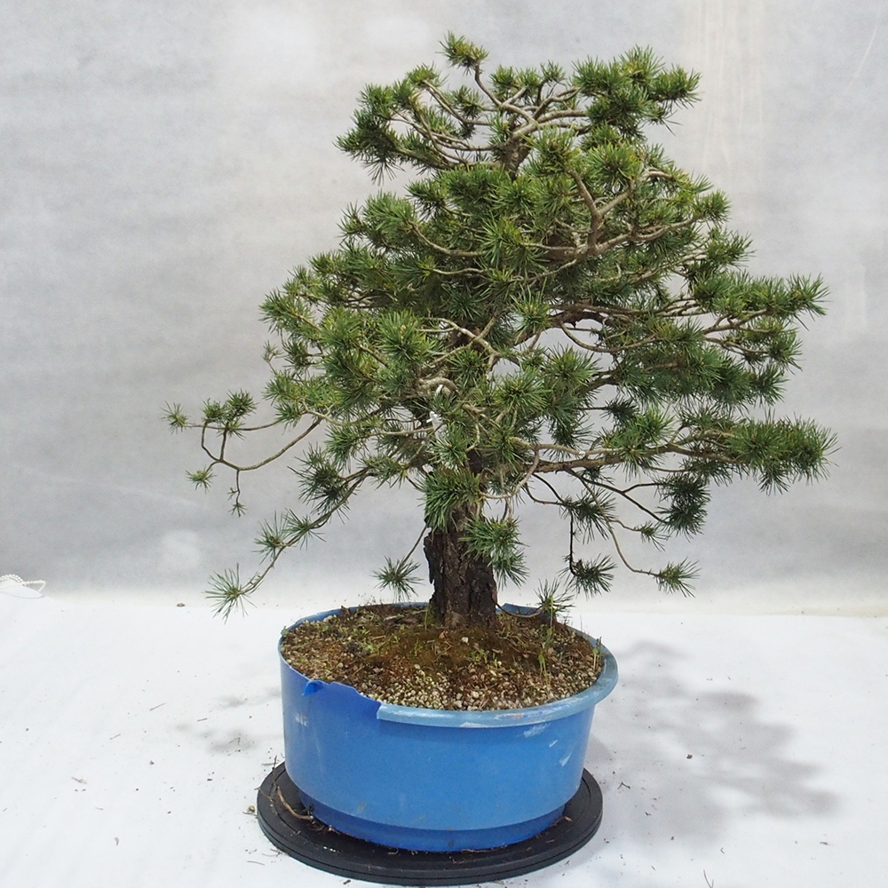 Yamadori - Pinus sylvestris 