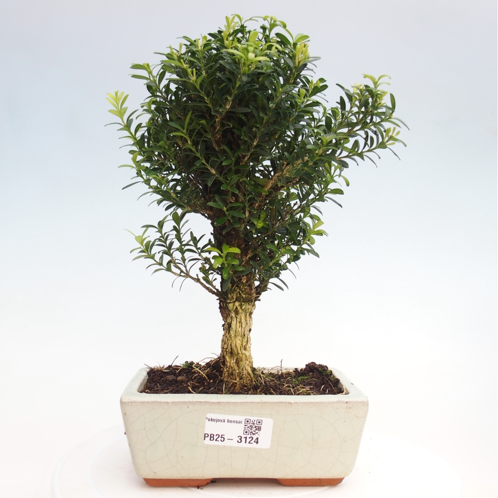 Room Bonsai - Buxus harlandii - Cork boxwood