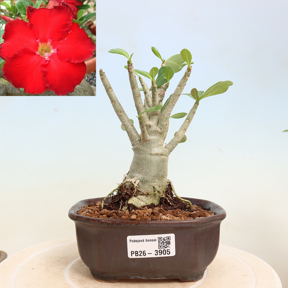 Indoor Bonsai - Adenium obesum Red Star - Desert Rose