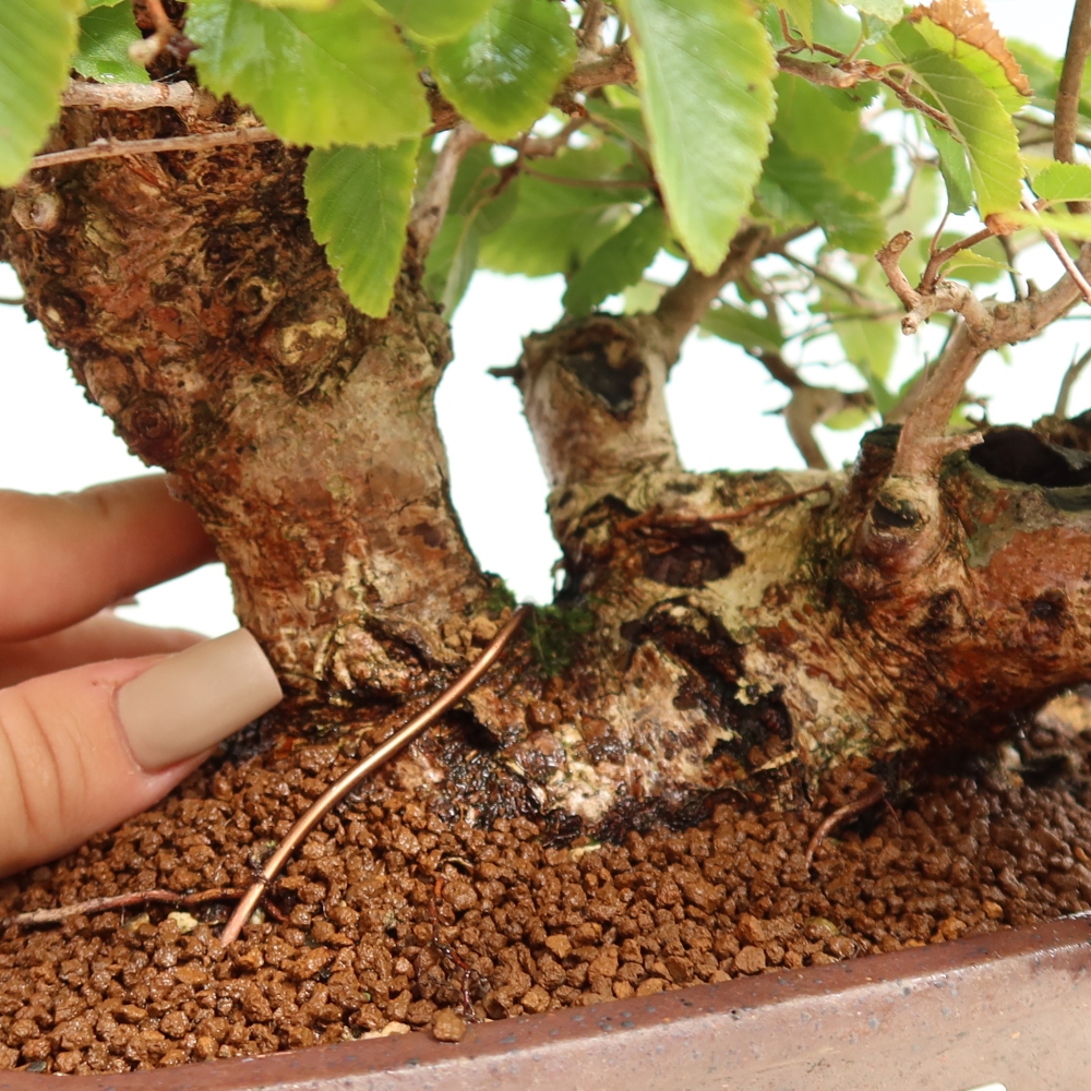 Outdoor bonsai -Carpinus CARPINOIDES - Korean Hornbeam