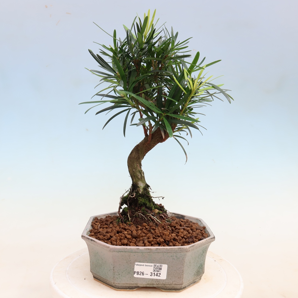 Room bonsai - Podocarpus - Stone Yew