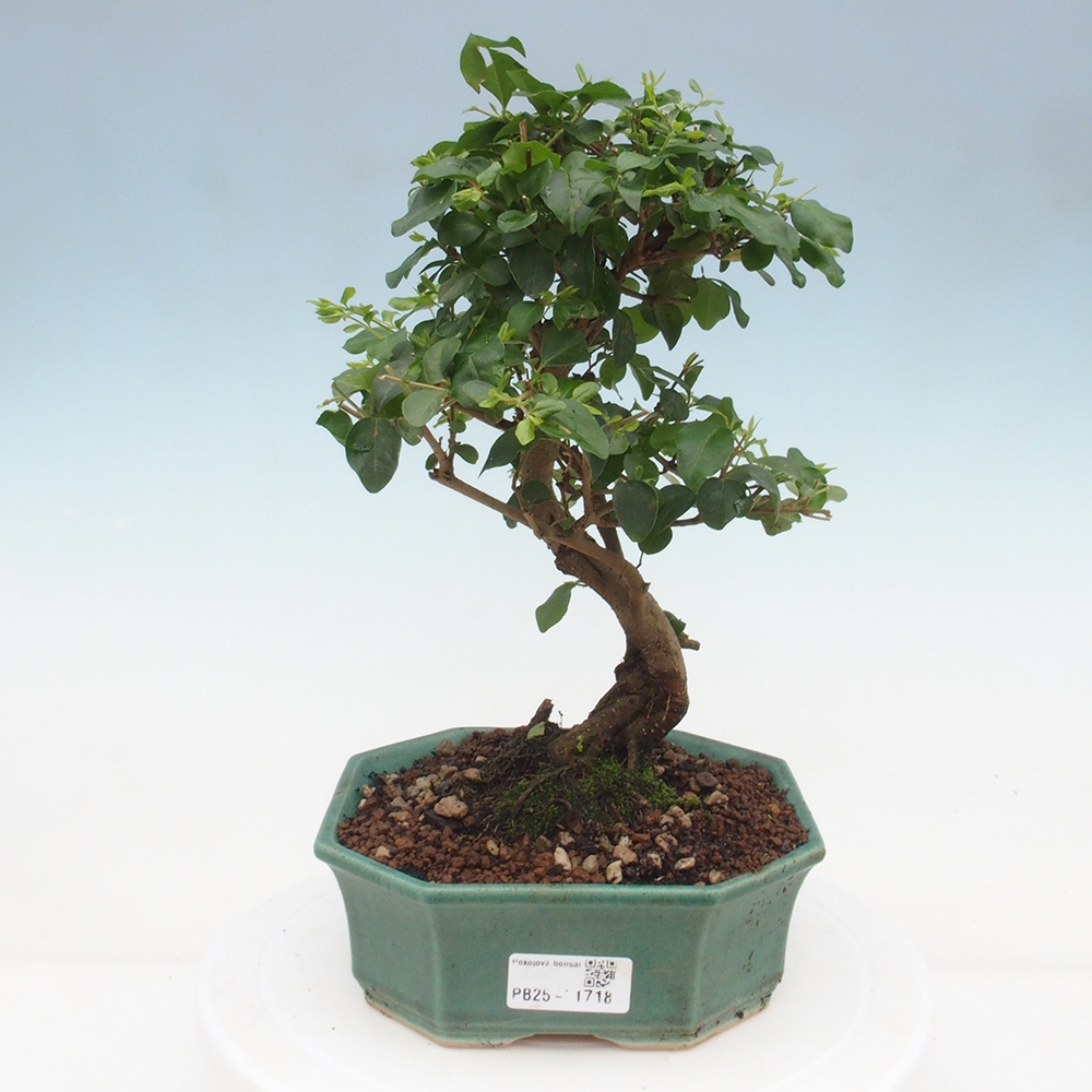 Indoor bonsai -Ligustrum chinensis - Bird's beak