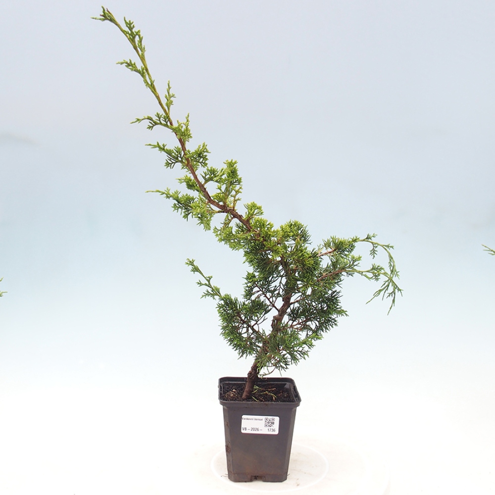 Outdoor bonsai - Juniperus chinensis Itoigawa