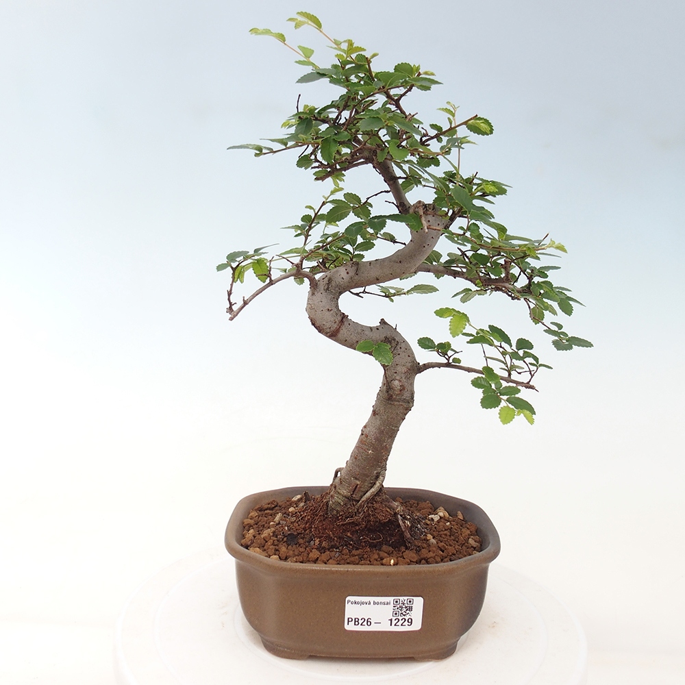 Room bonsai - Ulmus parvifolia - Small-leaved elm
