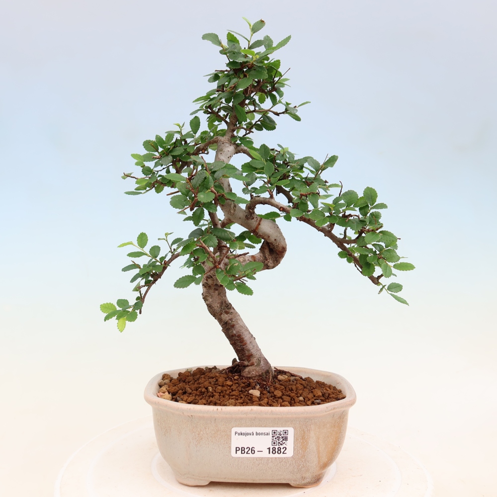 Room bonsai - Ulmus parvifolia - Small-leaved elm