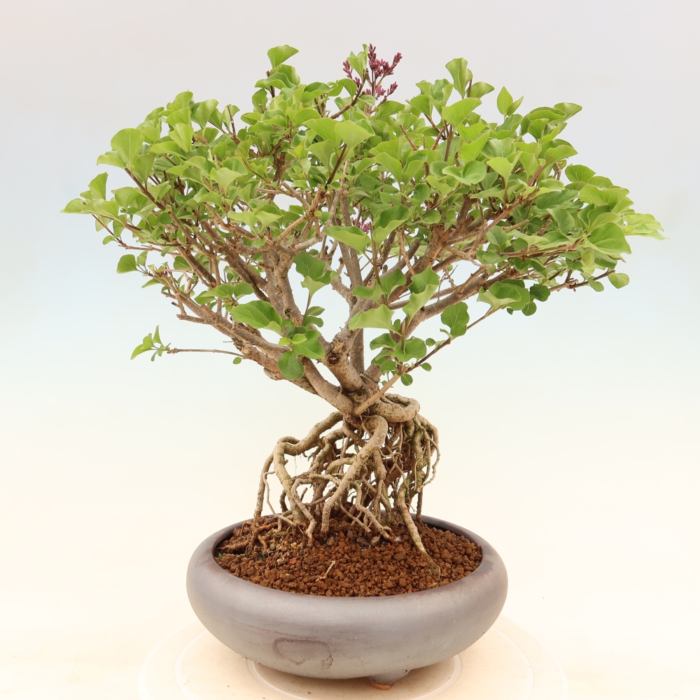 Outdoor bonsai - Syringa microphylla - small-flowered lilac