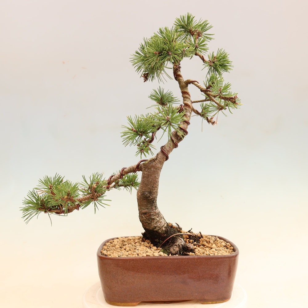 Outdoor Bonsai - Pinus mugo Humpy  - Mountain Pine