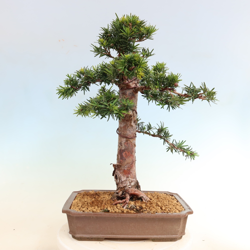 Outdoor Bonsai - Taxus cuspidata  - Japanese yew