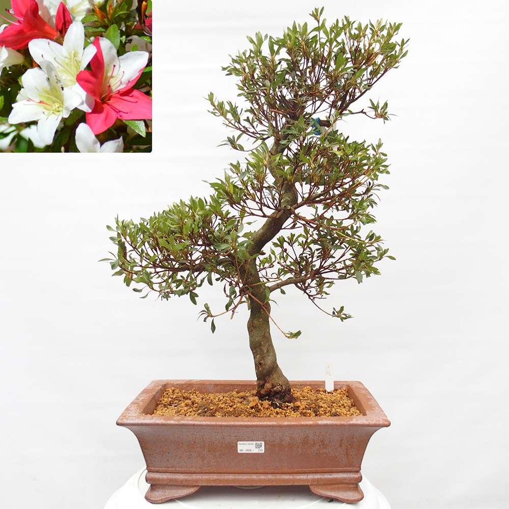 Outdoor bonsai - Japanese azalea - Azalea CHIHIRO