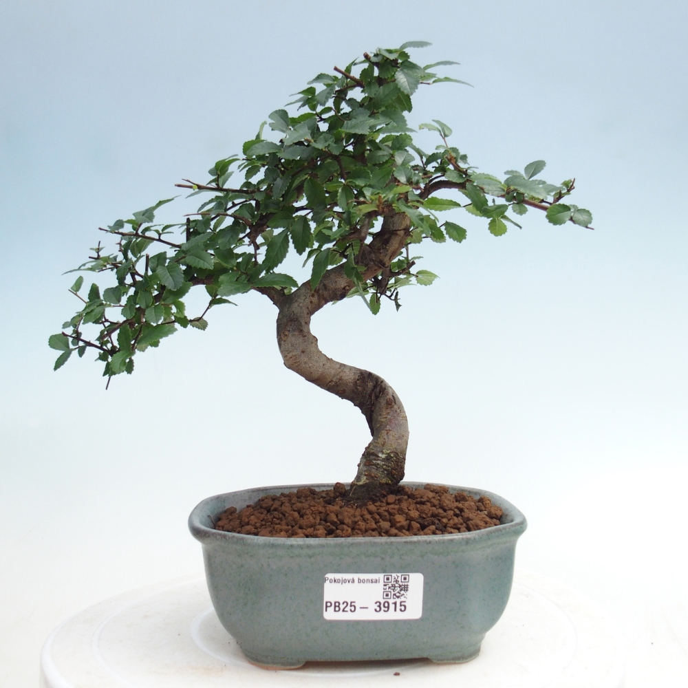 Room bonsai - Ulmus parvifolia - Small-leaved elm