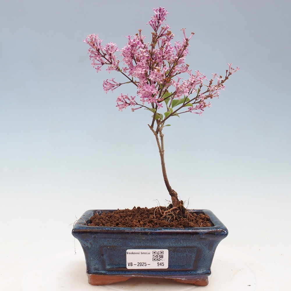Outdoor bonsai - Syringa Meyeri Palibin - Meyer's Lilac