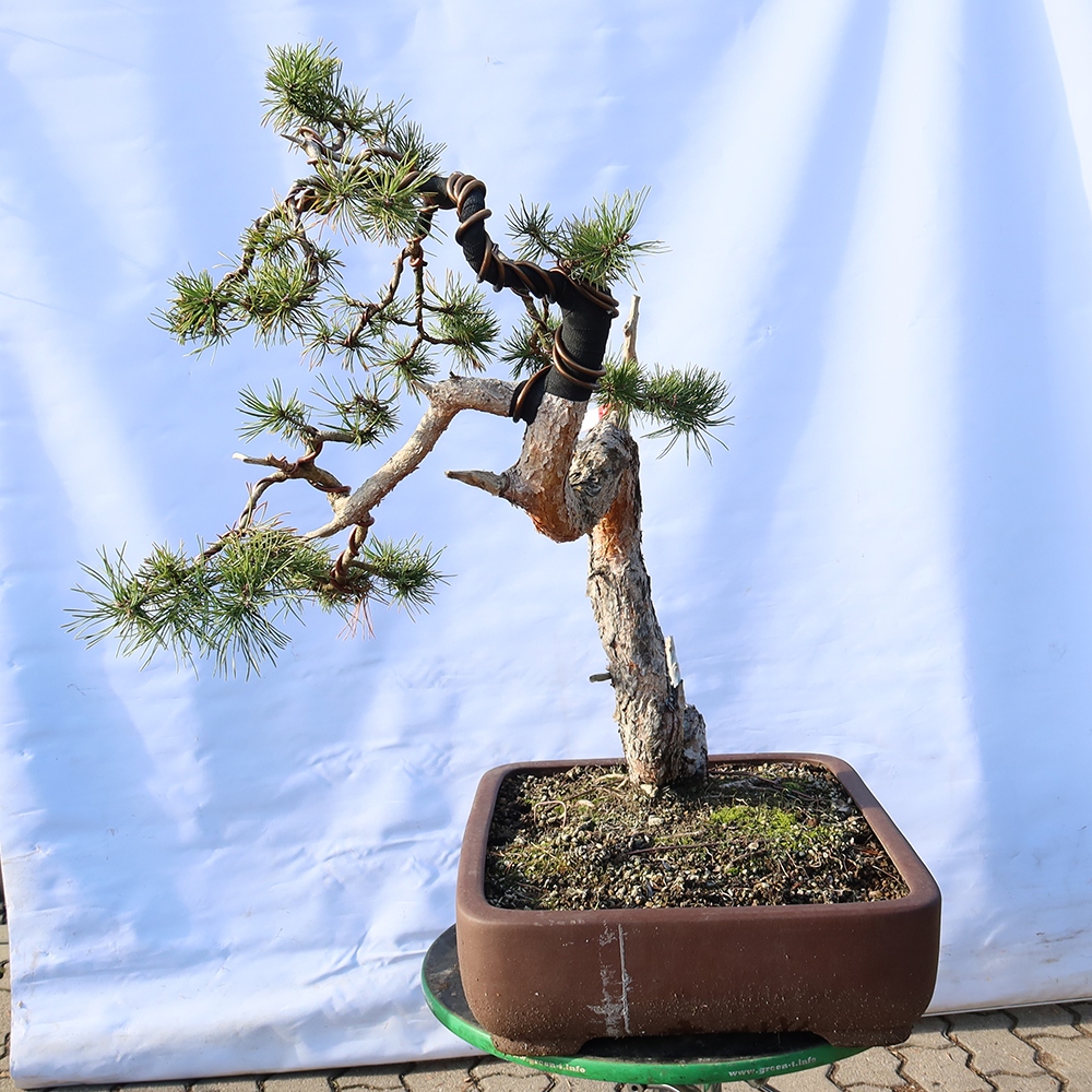Pinus sylvestris Spain - Scots pine