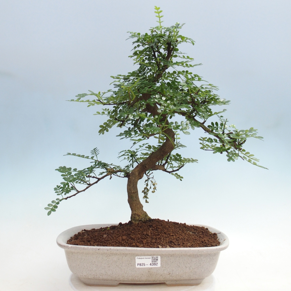 Room bonsai - Zantoxylum piperitum - pepper tree