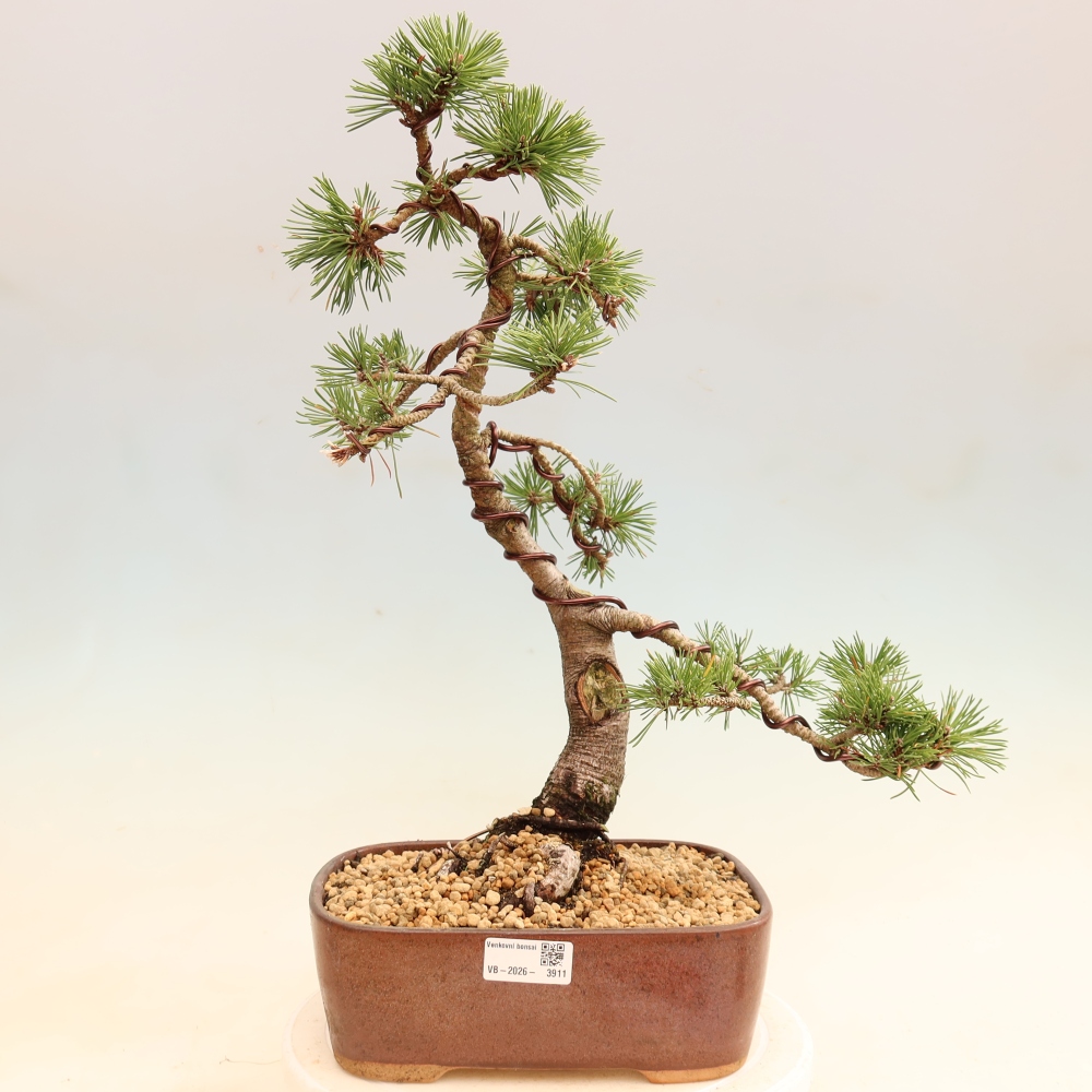 Outdoor Bonsai - Pinus mugo Humpy  - Mountain Pine