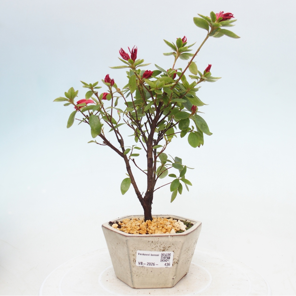 Outdoor bonsai - Japanese azalea - Azalea sp.