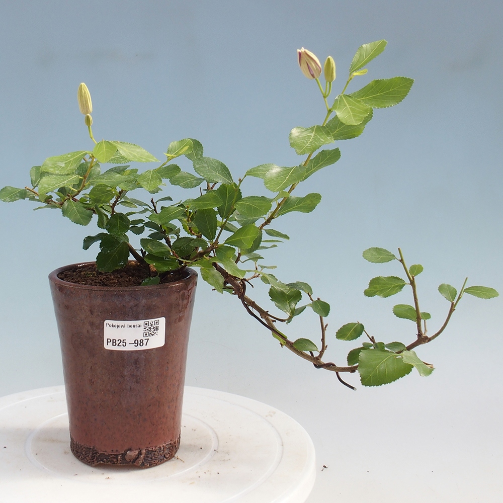 Indoor bonsai - Grewia occidentalis - Lavender star