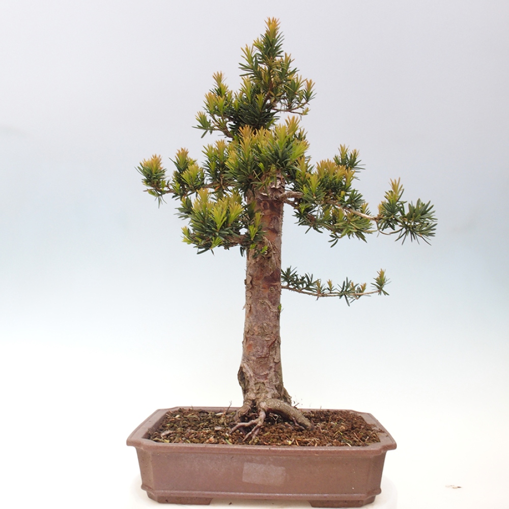 Outdoor bonsai - Taxus cuspidata - Japanese yew