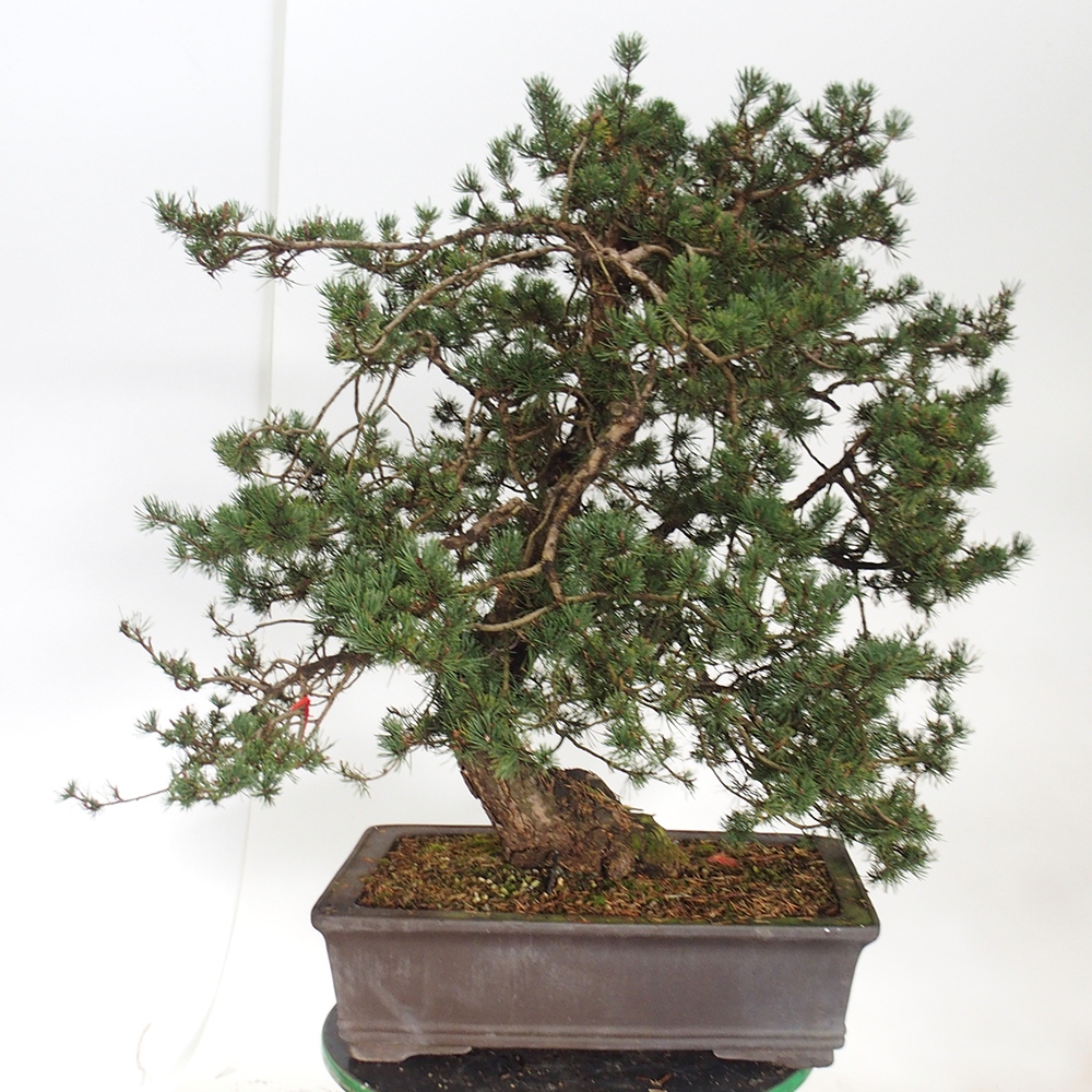 Yamadori - Pinus sylvestris Spain