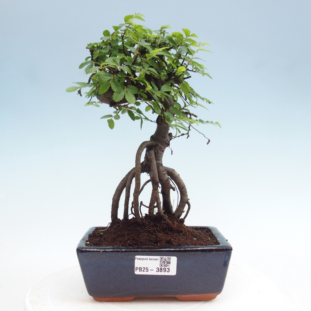Room bonsai - Ulmus parvifolia - Small-leaved elm