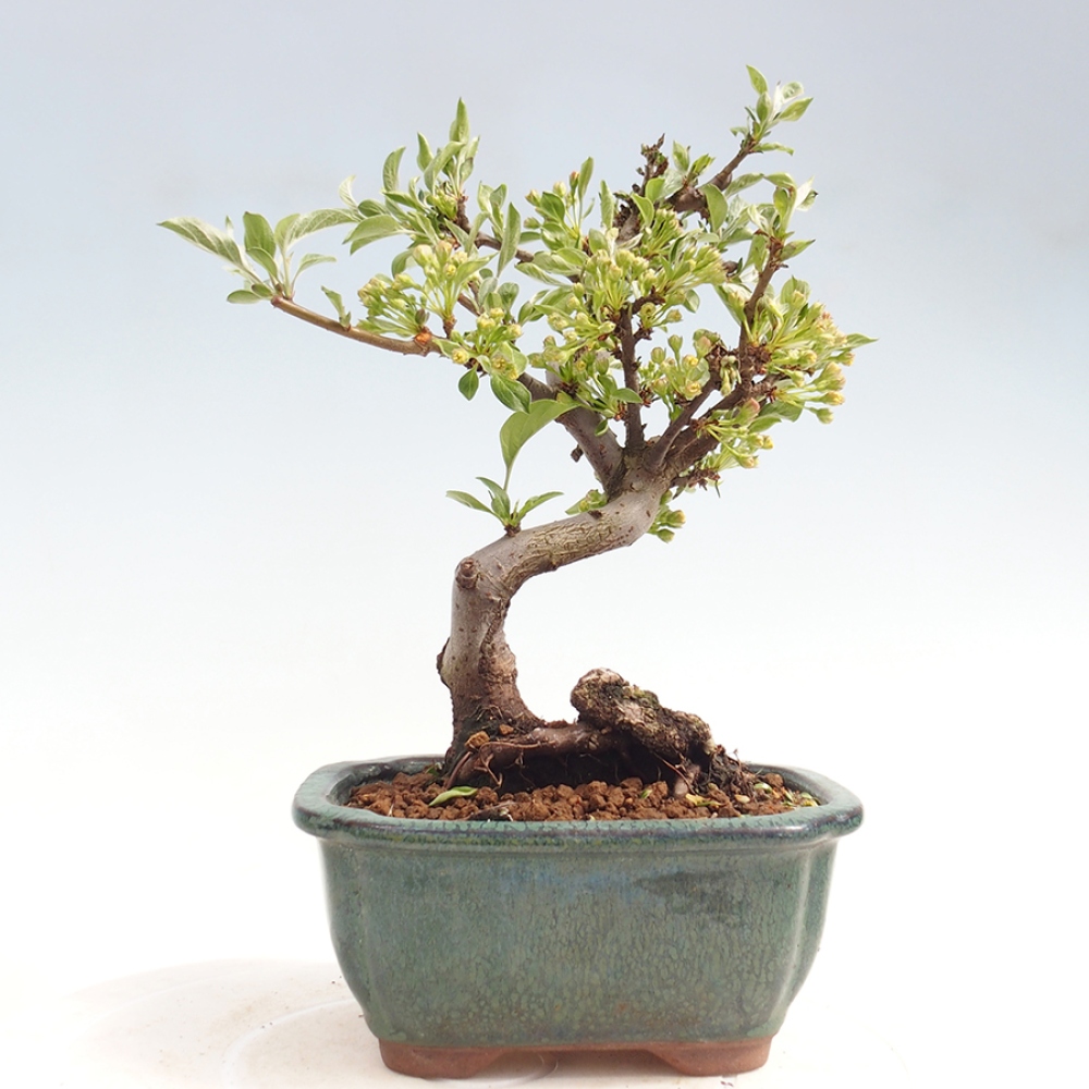 Outdoor bonsai - Malus sargentii - Small-fruited apple tree