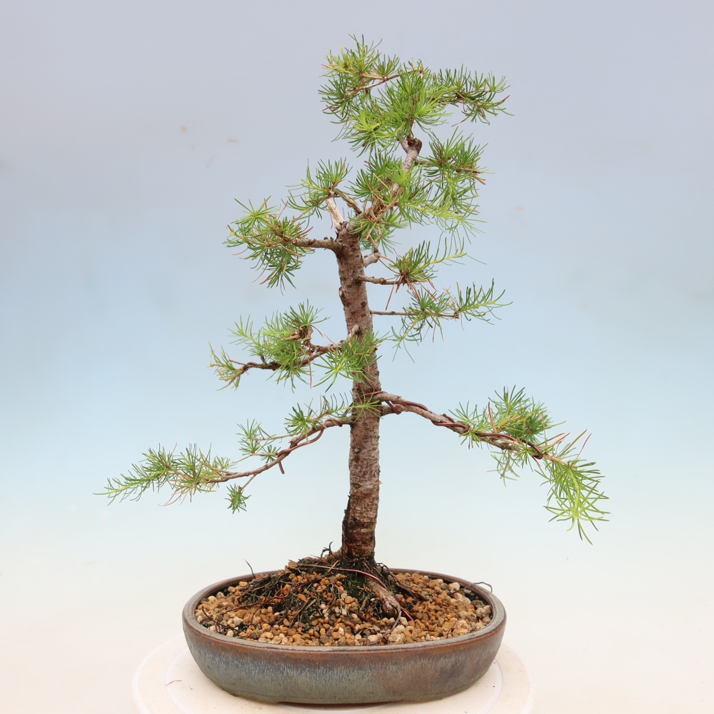 Outdoor bonsai -Larix decidua - Larch