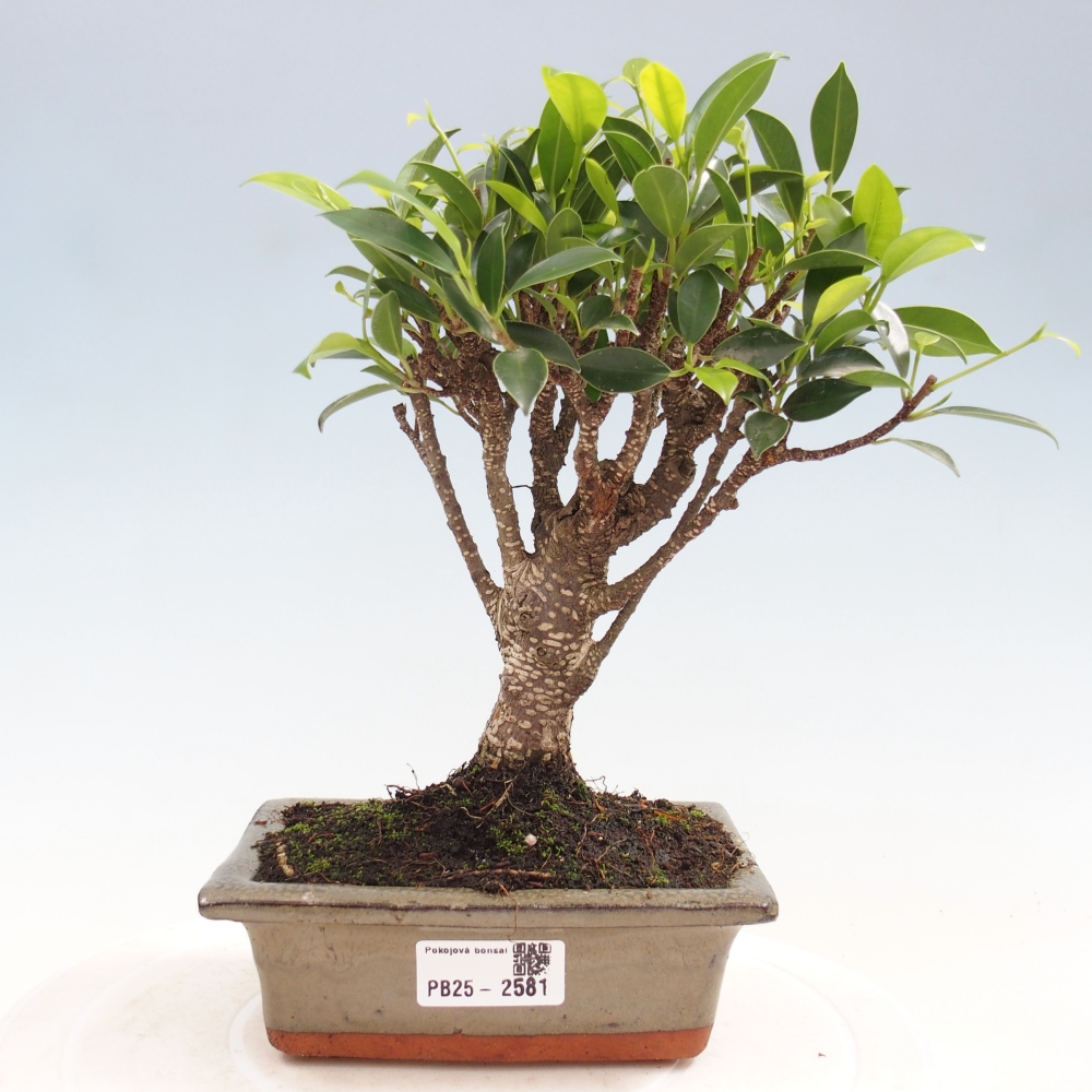 Indoor bonsai - Ficus retusa - small-leaved ficus
