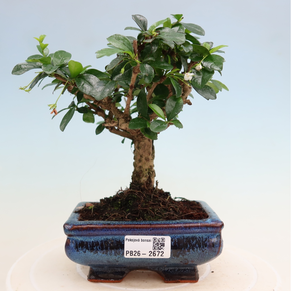Room bonsai - Carmona macrophylla - Tea fuki