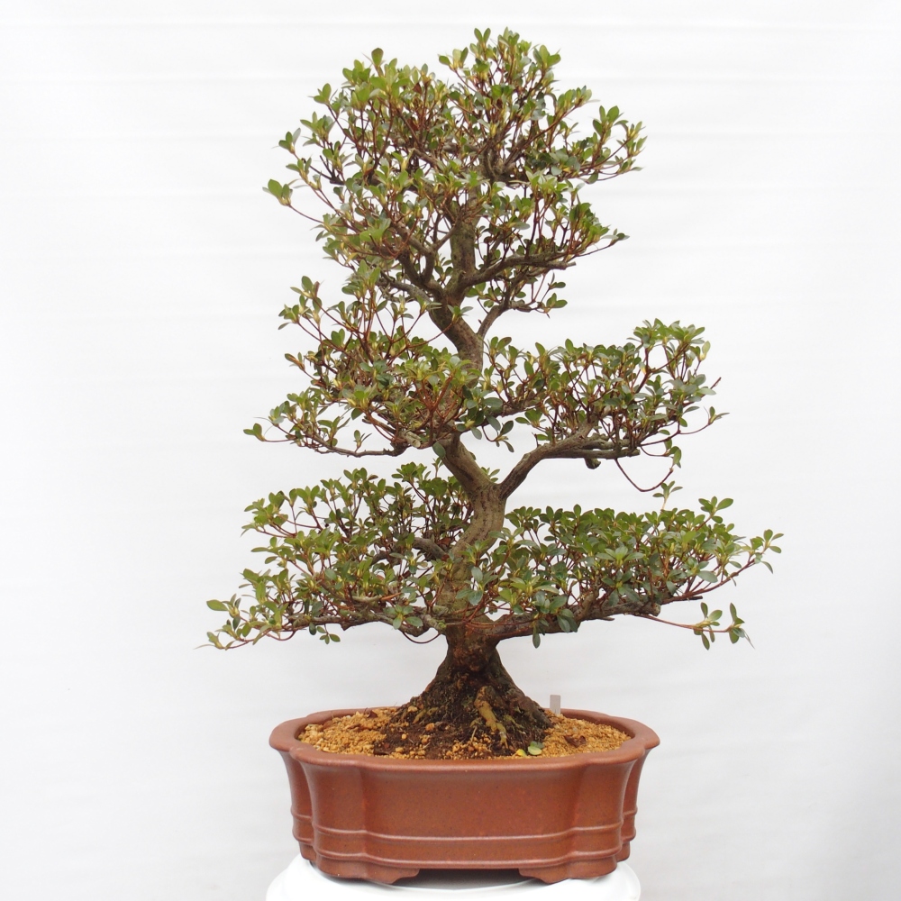 Outdoor bonsai - Japanese Azalea - Azalea Sansei