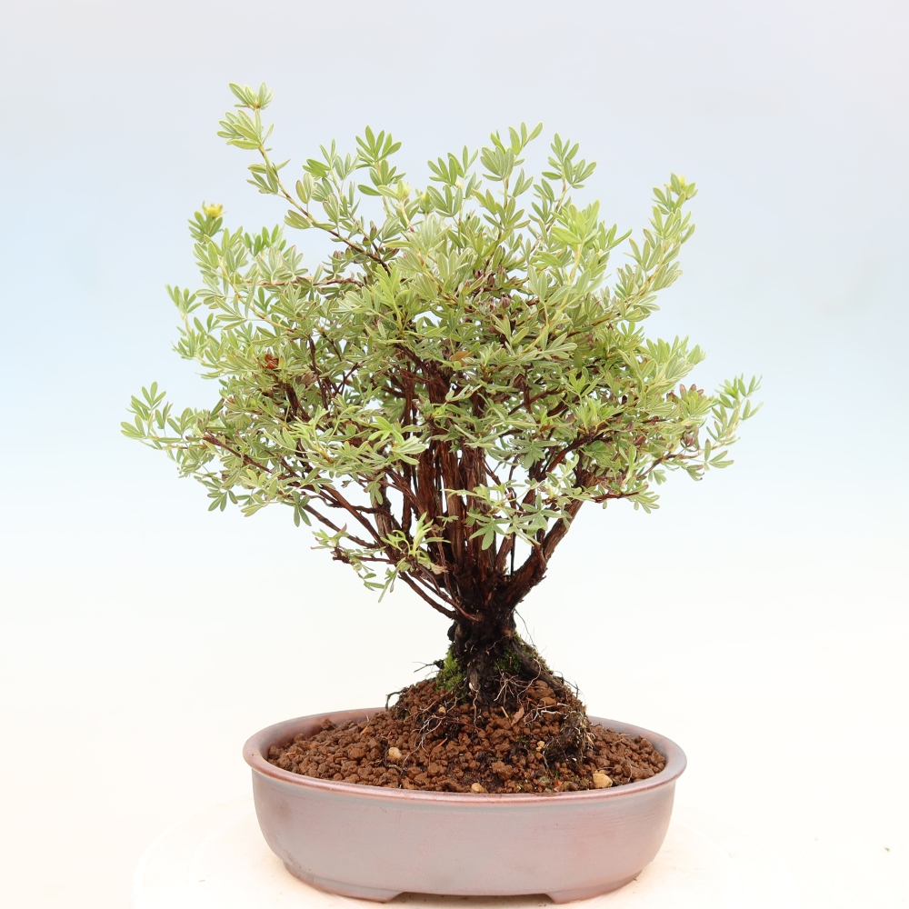 Outdoor bonsai - Potentila fruticosa