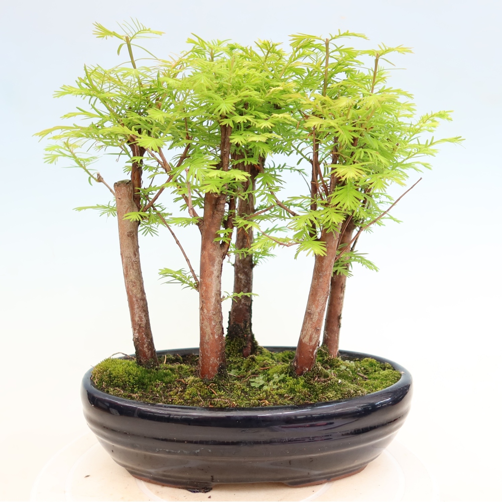 Outdoor Bonsai - Metasequoia glyptostroboides - Chinese Metasequoia - Grove