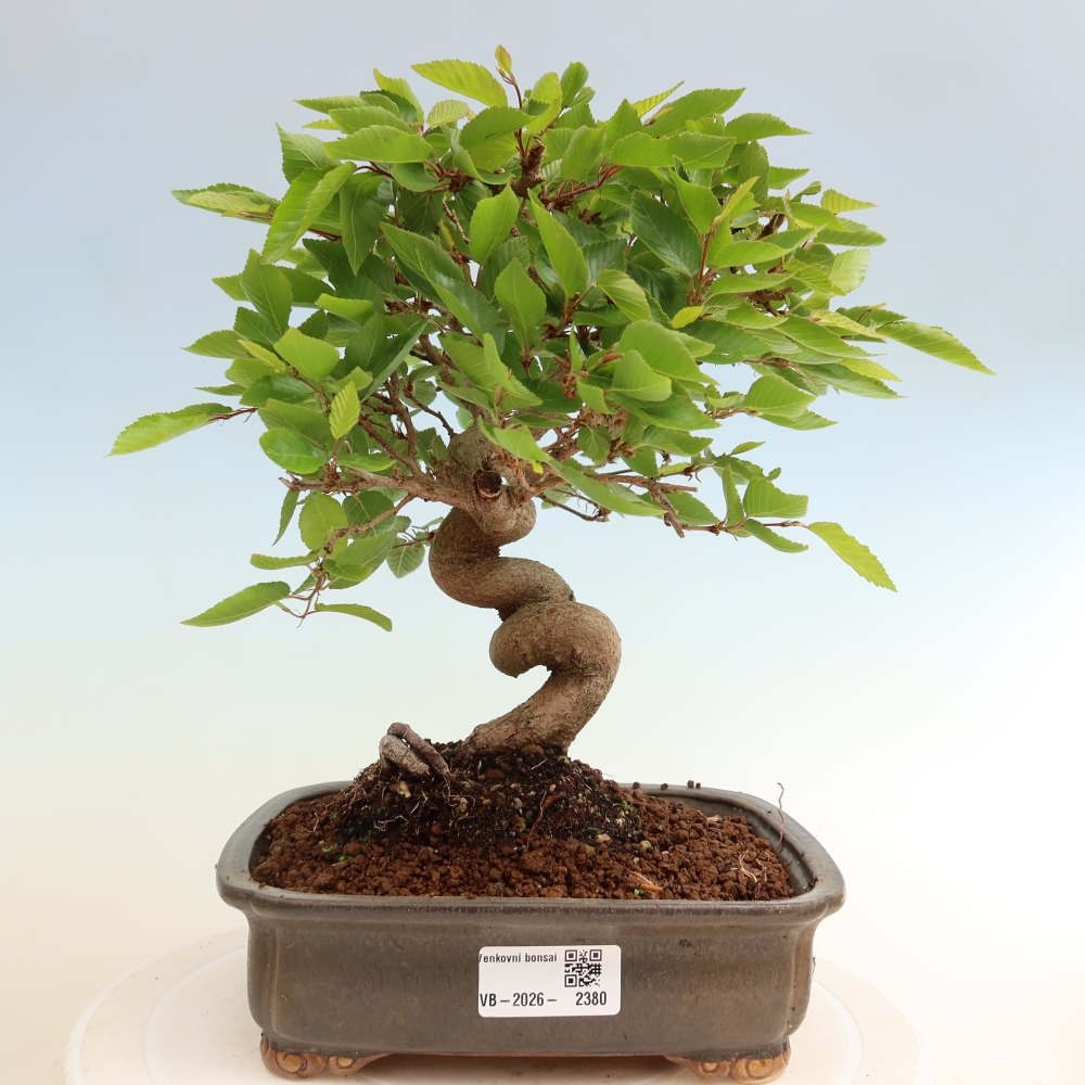 Outdoor bonsai -Carpinus coreana - Korean Hornbeam