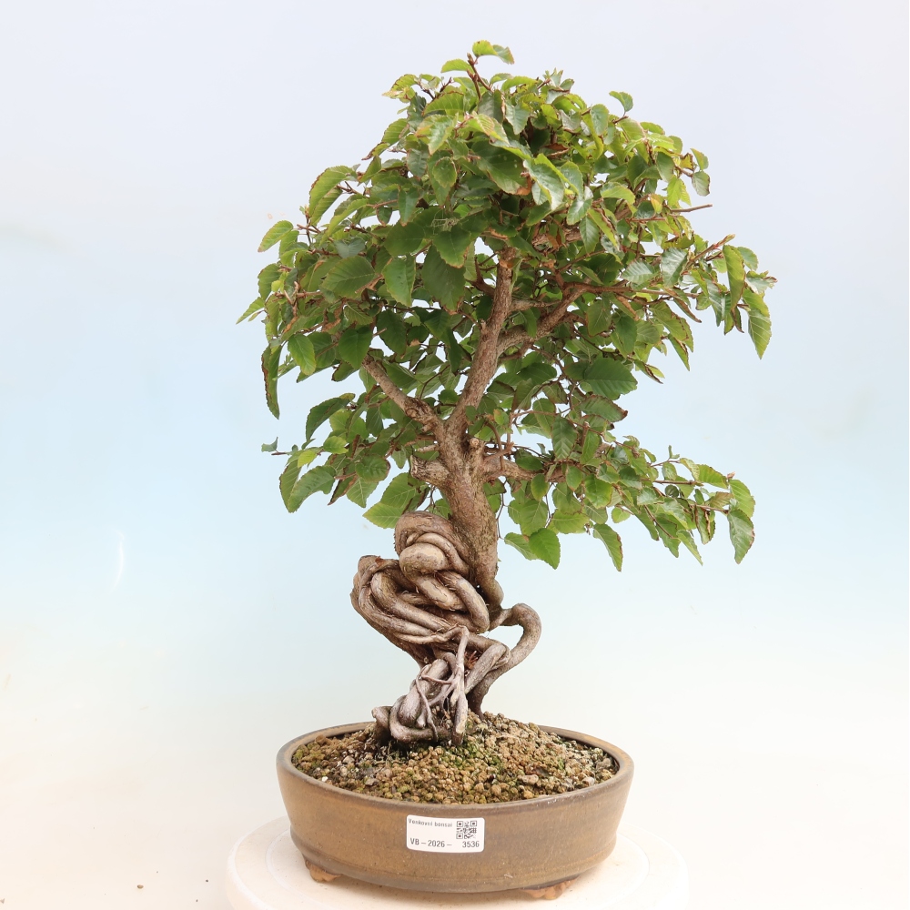 Outdoor bonsai -Carpinus CARPINOIDES - Korean Hornbeam